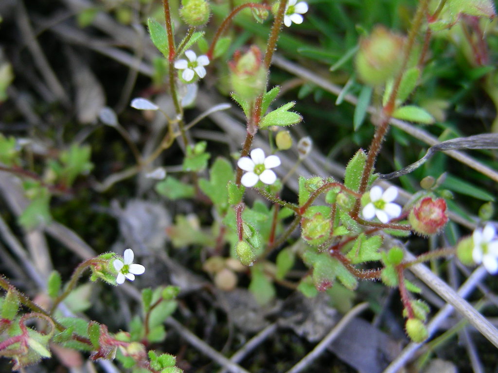 Saxifraga tridactylites